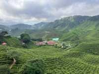 馬來西亞🇲🇾一盞茶一段風景 金馬倫茶園Cameron Valley Tea的晨時風光
