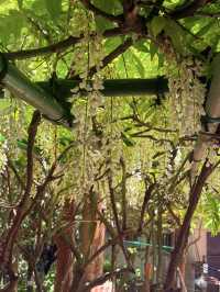 岡山｜在紫藤季再訪阿智神社 賞阿智大藤與抽彩色籤