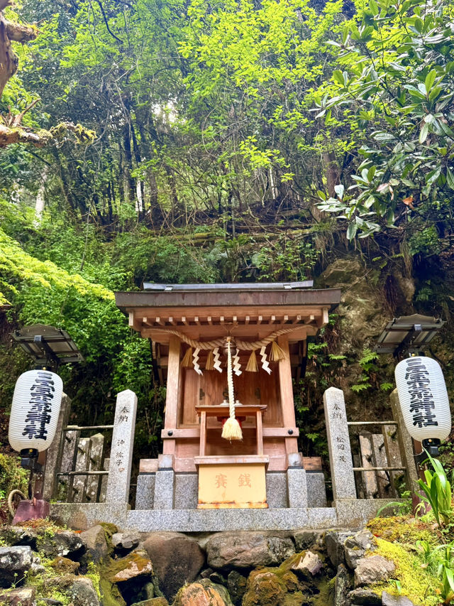 京都｜800年歷史53公尺高大杉木 由岐神社的鎮邪傳說