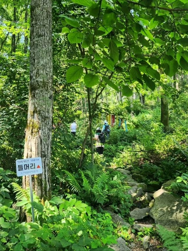 Off the Radar and Into the Trees