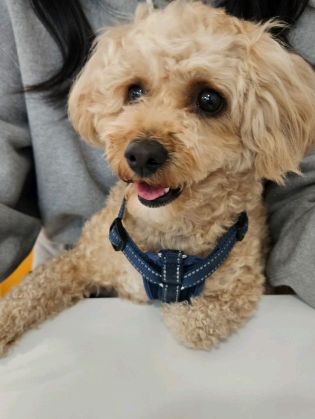 애견동반 가능한 감성카페 👍