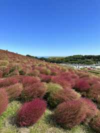 火紅的心-茨城縣國立海濱公園掃把草及自駕觀賞海邊鳥居