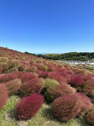 火紅的心-茨城縣國立海濱公園掃把草及自駕觀賞海邊鳥居
