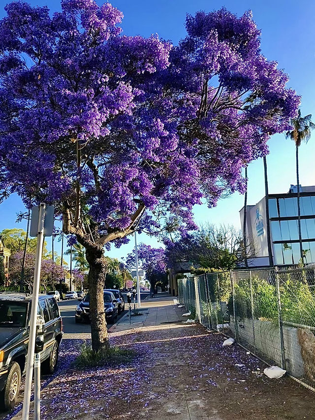 ออสเตรเลีย🇦🇺