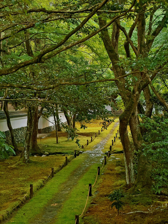 京都·西芳寺｜記憶裡的雨中苔島