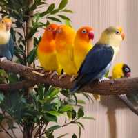พามาชมงาน Westville Bird Paradise 