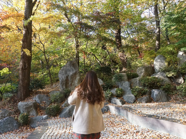  🍁🍂 ใบไม้เปลี่ยนสีที่มหาวิทยาลัยคยองฮี