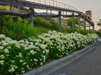 Hydrangea festival at Jangsaengpo Whale museum