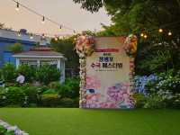 What a nice season to visit Jangsaengpo Hydrangea Festival