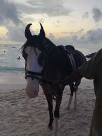 馬爾地夫🇲🇻海邊騎馬初體驗