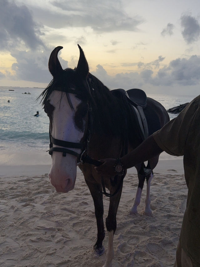 馬爾地夫🇲🇻海邊騎馬初體驗