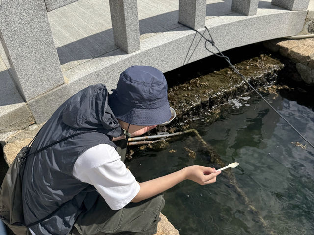 Shodoshima: Beyond the Art Triennale, Discovering its Everyday Charms! 🏝️🌸
