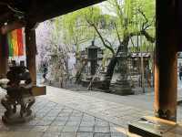 京都鬧市中的賞櫻名所🌸