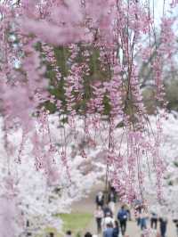  ปราสาทฮิโรซากิ 🌸 ปราสาทกลางซากุระแห่งโทโฮคุ
