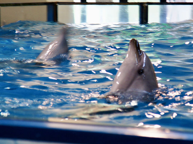 🐧 A Whimsical Day at Noboribetsu Marine Park Nixe