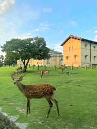Deer & Serenity: A Stroll Through Nara Park