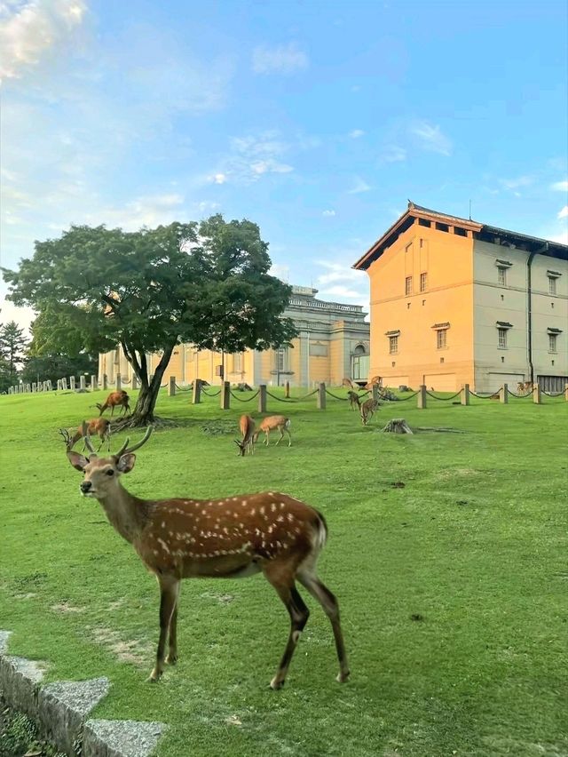 Deer & Serenity: A Stroll Through Nara Park