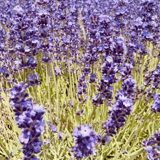 🌿 Solo Travel Escape: Lavender & Moai at Makomanai Takino Cemetery, Sapporo!