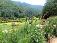 Garden of Morning Calm – A Serene Escape Near Seoul
