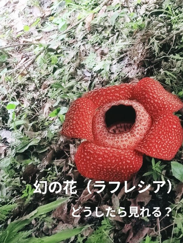 幻の花ラフレシア/どうしたら見れる？
