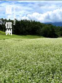 【夏旅×信州2泊3日】  一面の蕎麦の花  青空とのコントラストが絶景