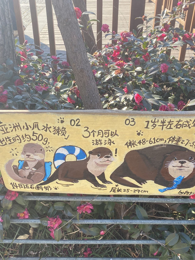 🧸✨ “ตามฝัน…ถึงสวนสัตว์เซี่ยงไฮ้” 🐼🌿