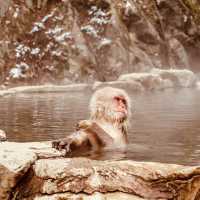 ❄️ Solo Adventure: Jigokudani Monkey Park – Where Snow Monkeys Soak in Hot Springs