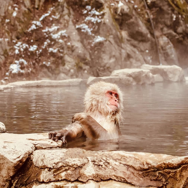 ❄️ Solo Adventure: Jigokudani Monkey Park – Where Snow Monkeys Soak in Hot Springs