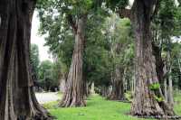 สวนช้างทองเฮอริเทจ สวนไม้โยราณเชียงใหม่