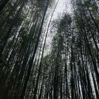 司馬庫斯-巨木群登山步道