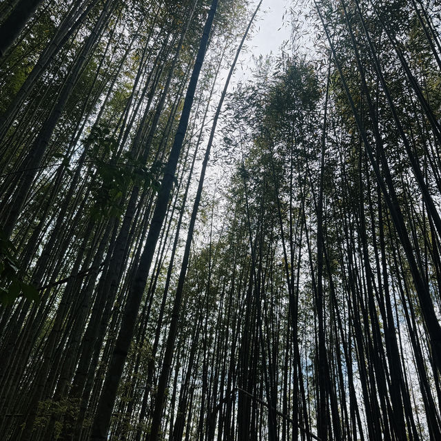 司馬庫斯-巨木群登山步道