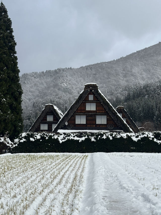 Shirakawago ลุ้นหิมะตกต้นธันวา!