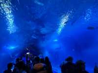 Dive Into the Coolest Underwater World