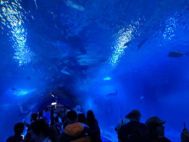 Dive Into the Coolest Underwater World