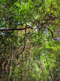 Jungle Hike at Khao Chamao Waterfall 