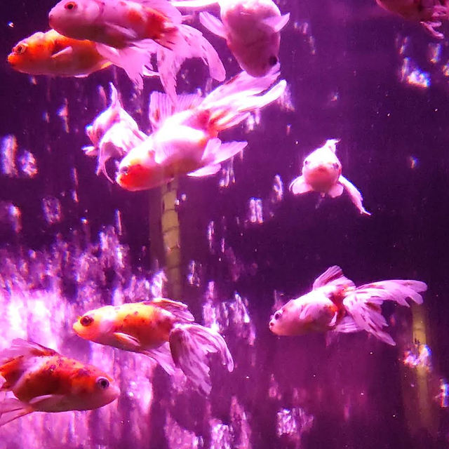 【東京/銀座🇯🇵】まさに日本の芸術🇯🇵アートアクアリウム