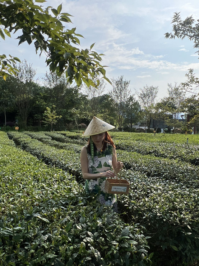 英西峰林夏日采茶 trip ~Tea Lover 