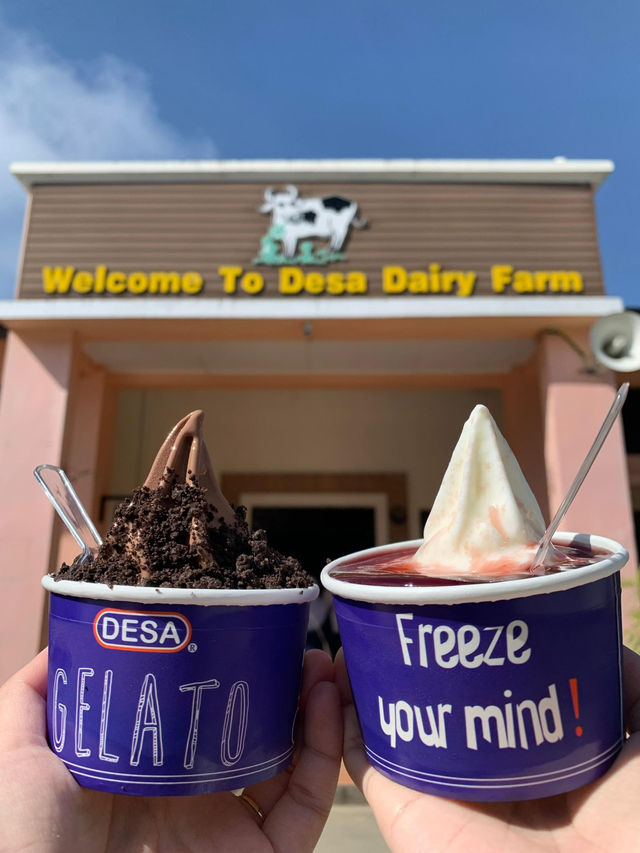 3 Things You Must Do at Desa Dairy Farm