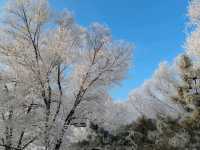 Rime Ice Wonderland
