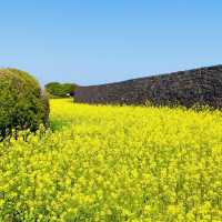 A Historic Coastal Fortress with Enduring Walls
