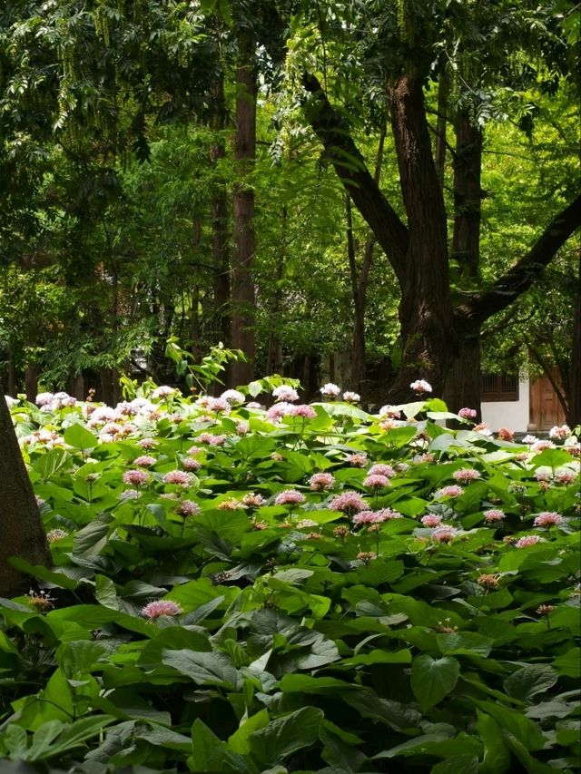 The Enigmatic "Stinkless" Stinkweed Blooms of Maojiapu
