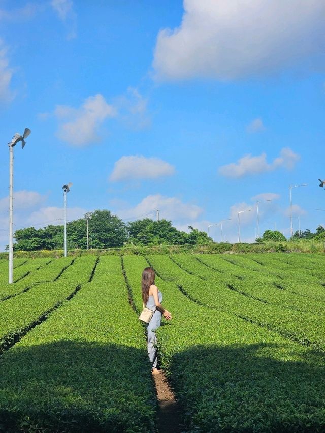 茶畑と一体化する癒しカフェ。済州の自然と茶文化を五感で🌱🍵