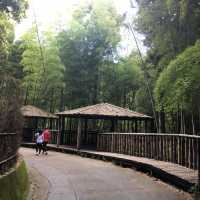 雲林古坑・五元兩角｜竹林祕境輕旅行