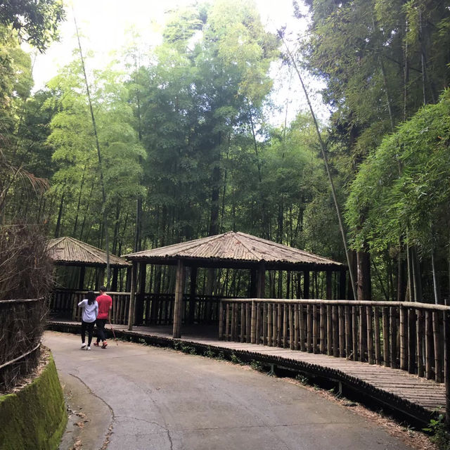 雲林古坑・五元兩角｜竹林祕境輕旅行