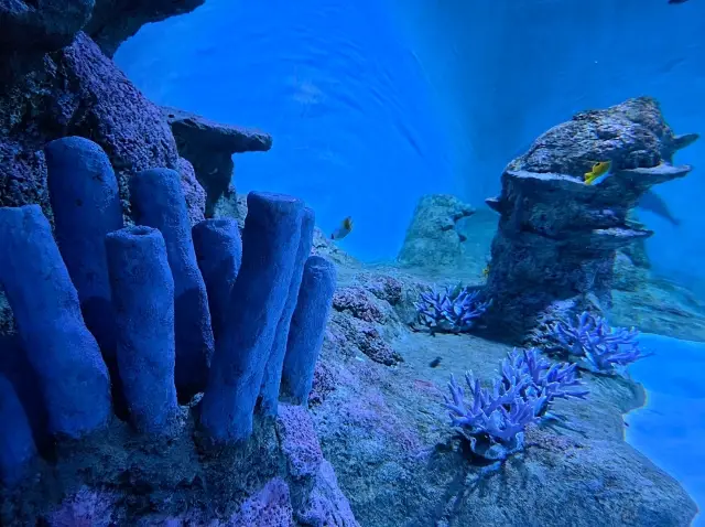 捉迷藏遊戲，偽裝大師