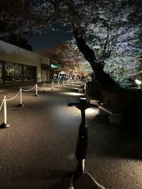 🌸 NAKED 桜の新宿御苑|デジタルと桜が融合する夜のお花見