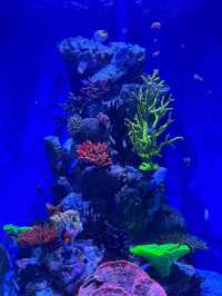 📍여수 만성리 검은모래해변&아쿠아플라넷🐠🐬✨