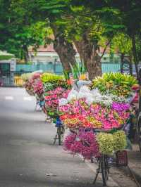 🌸 Wandering Blooms in Hanoi 🌸