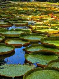 🌴 Sir Seewoosagur Ramgoolam Botanical Garden – Mauritius’ Green Jewel 🌴