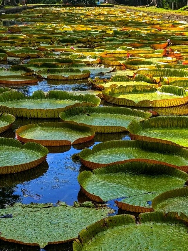 🌴 Sir Seewoosagur Ramgoolam Botanical Garden – Mauritius’ Green Jewel 🌴